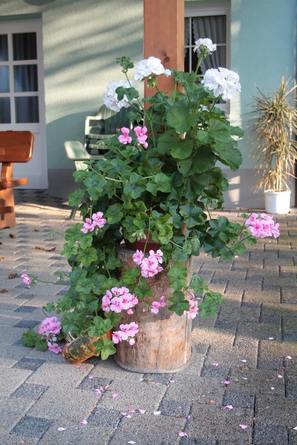 Hotel-Gasthaus Engel Luttingen เลาเฟนเบิร์ก ภายนอก รูปภาพ